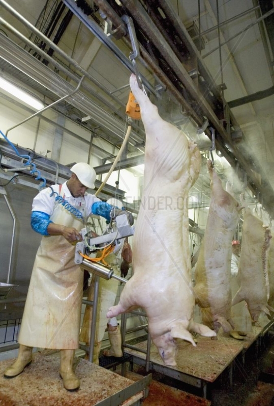 Eviscération de porc avançant dans la chaîne d'abattage