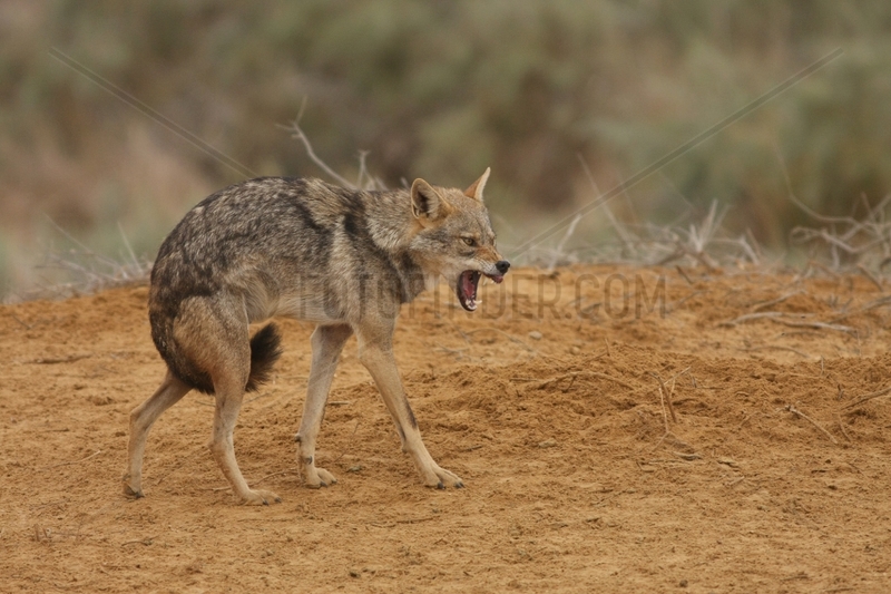 African wolf with posture of intimidation Senegal