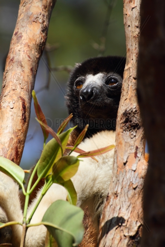 Crowned sifaka on a trunk North West Madagascar