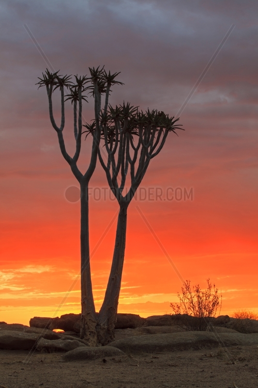 Quiver Tree at sunset Namib Desert Namibia