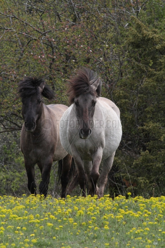 Tarpan horses in meadow Bugey Rhône-Alpes France