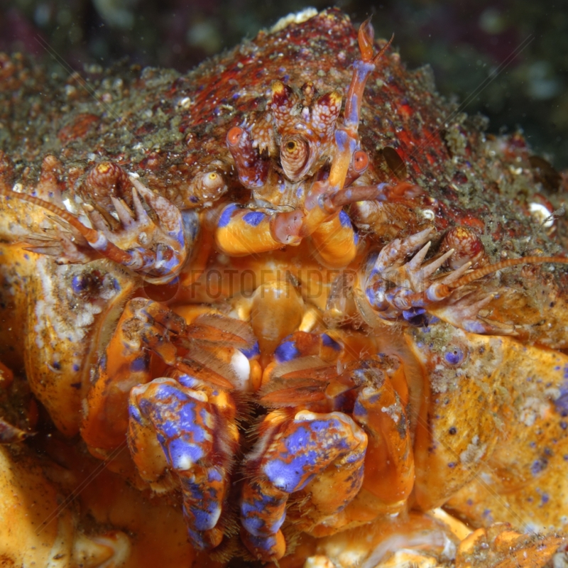 Puget Sound king crab - Alaska Pacific Ocean