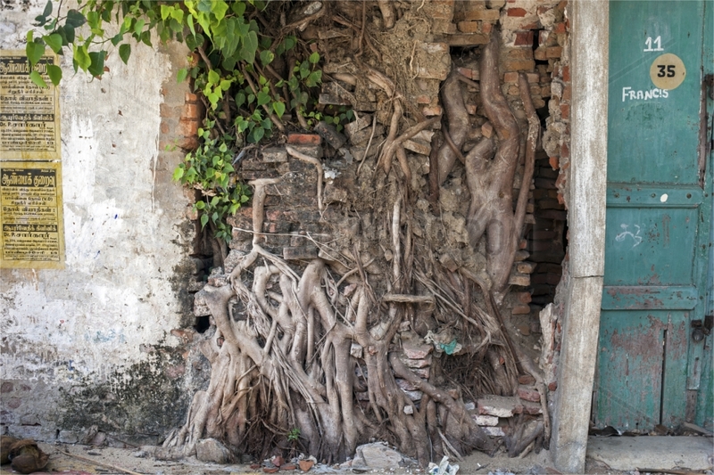 Roots growing through a fence wall Tamil Nadu India