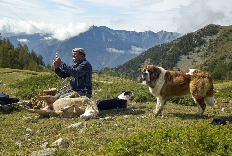 Berger by pricking a sheep - Mercantour France