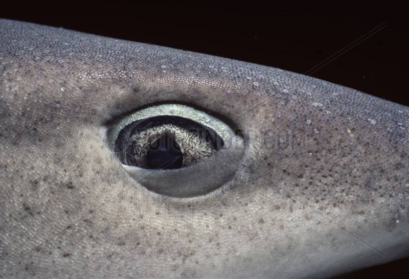 Eye of Whitetip Reef Shark Cocos Island