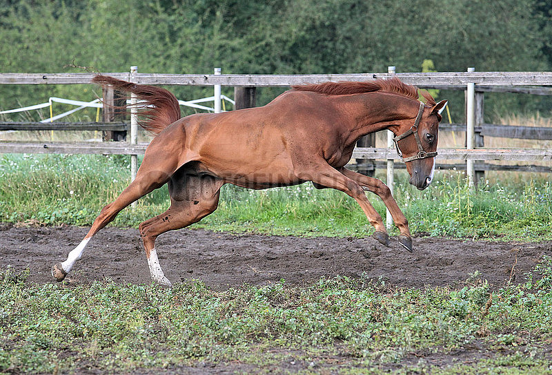 Neuenhagen,  Pferd buckelt auf einer Sandkoppel