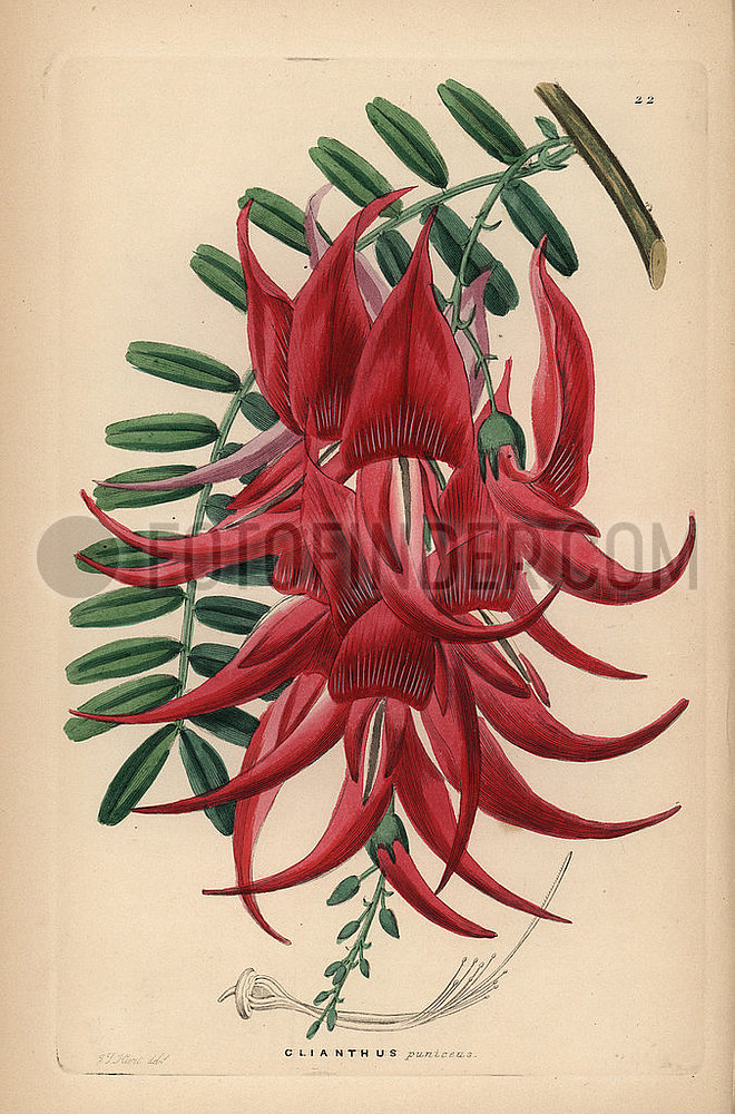 Crimson glory pea,  Clianthus puniceus.