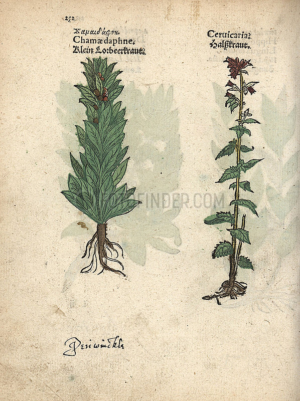 Spurge laurel,  Daphne laureola,  and bristly bellflower,  Campanula cervicaria.