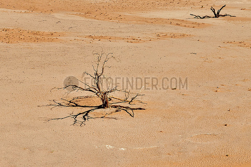 NAMIBIA,  NAMIB DESERT,  SOSSUSVLEI DUNES,  DEATH VLEI,  DEAD TREE