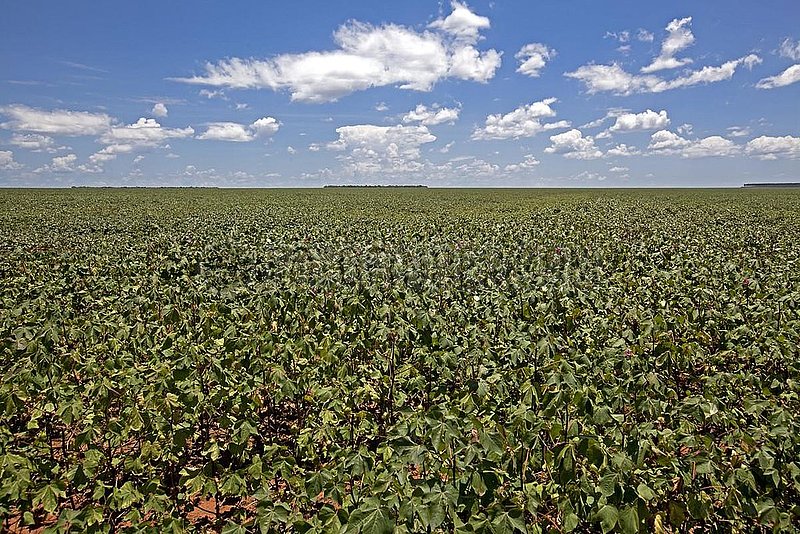Cotton Plantations at Middle Growing Stage