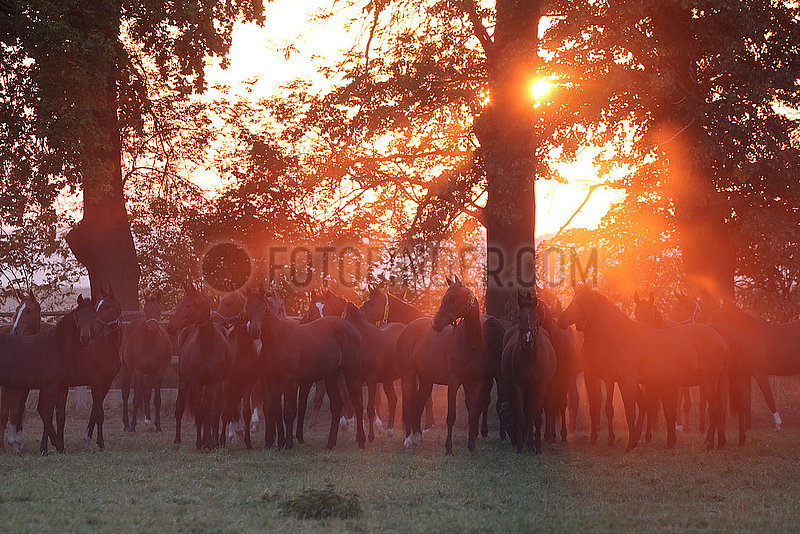 Pferde im Morgengrauen auf der Weide im Gegenlicht