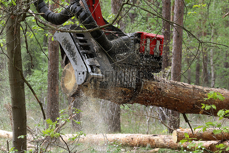 Doebrichau,  Deutschland,  Baumstamm wird vom Arbeitskopf eines Harvesters zerteilt