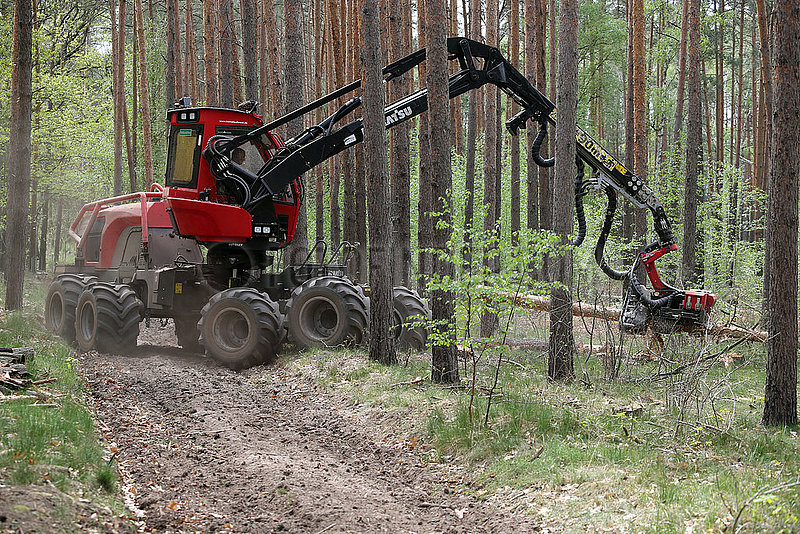 Doebrichau,  Deutschland,  Harvester nimmt in einem Wald einen Baumstamm zum Entasten auf