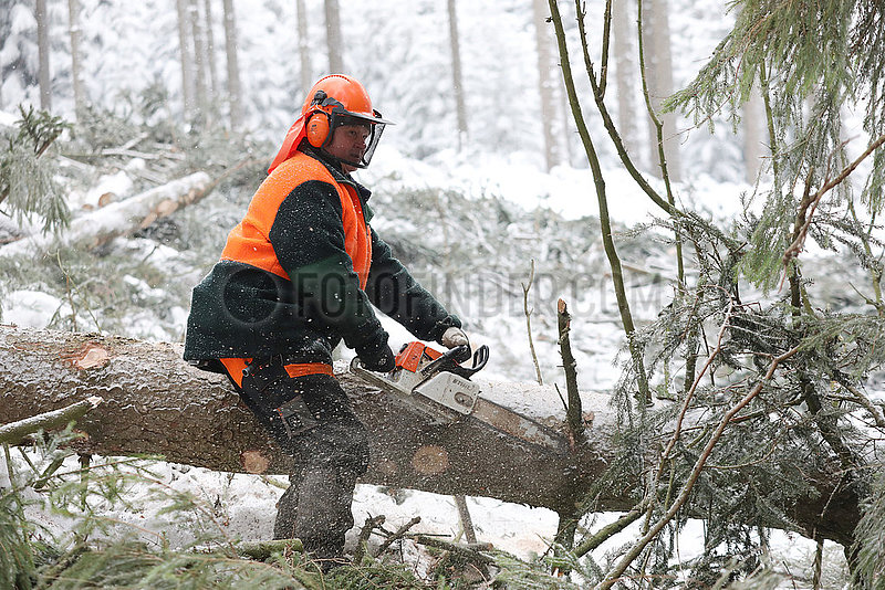 Kretscham,  Deutschland,  Forstarbeiter entastet im Winter einen gefaellten Baum