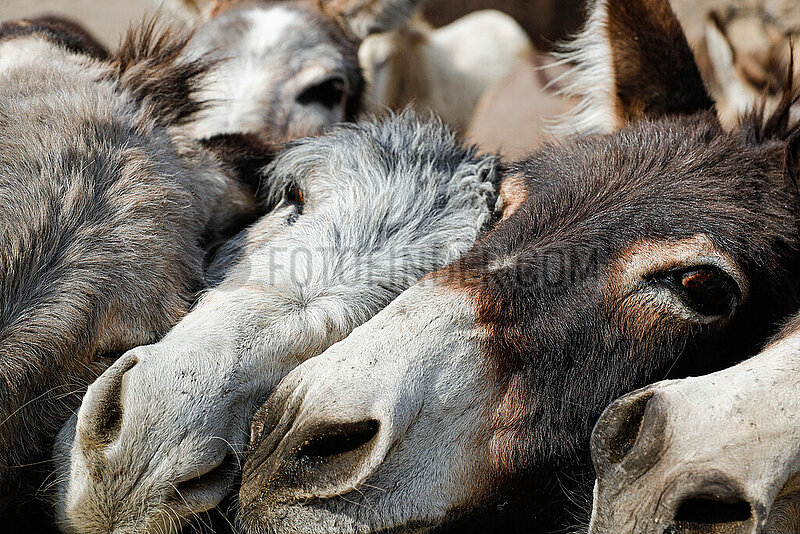 Burrolandia,  Donkey Sanctuary in Otumba