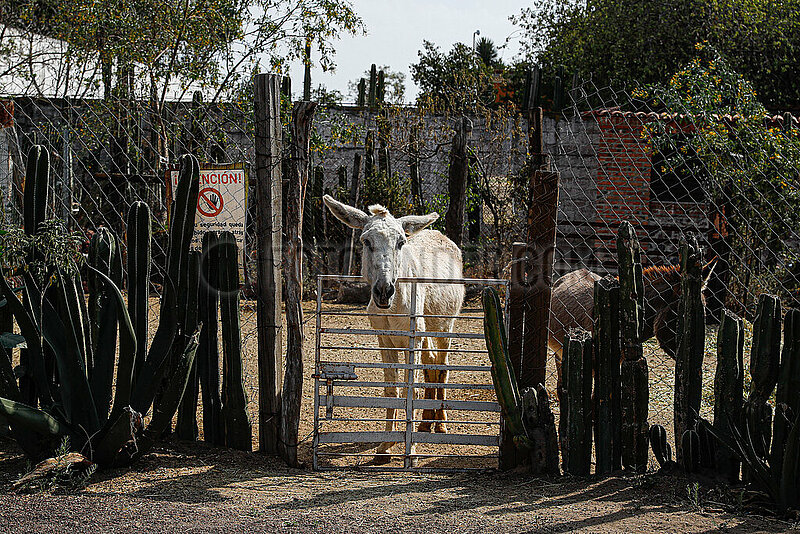 Burrolandia,  Donkey Sanctuary in Otumba