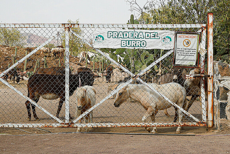 Burrolandia,  Donkey Sanctuary in Otumba