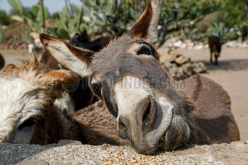 Burrolandia,  Donkey Sanctuary in Otumba