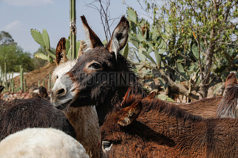 Burrolandia,  Donkey Sanctuary in Otumba