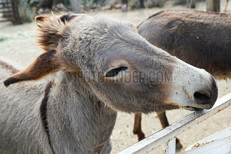 Burrolandia,  Donkey Sanctuary in Otumba