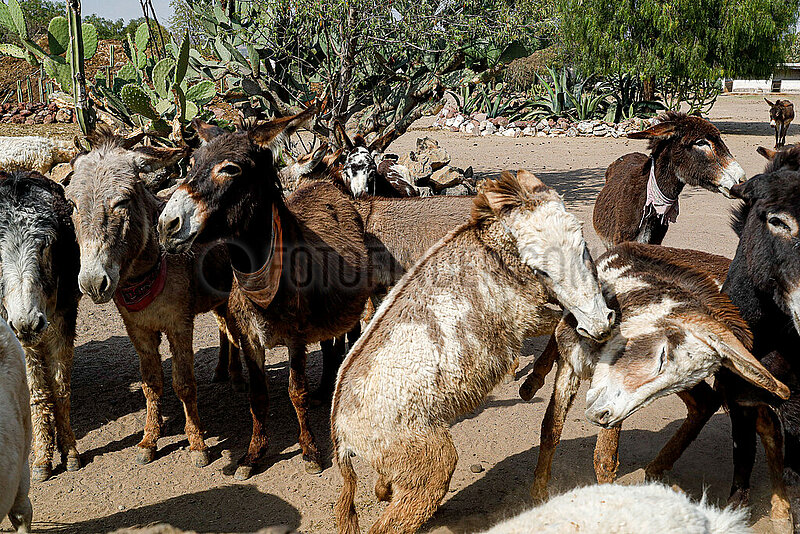 Burrolandia,  Donkey Sanctuary in Otumba