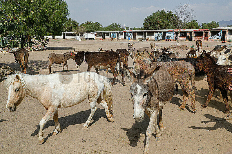 Burrolandia,  Donkey Sanctuary in Otumba