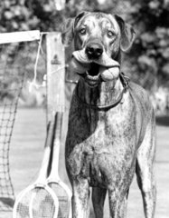 Hund mit Tennisbaellen im Maul