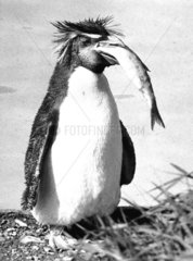 Pinguin mit Fisch im Maul