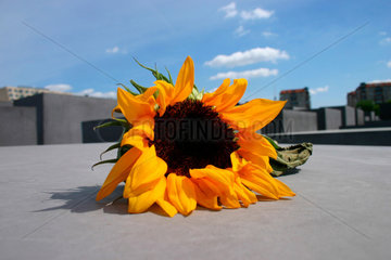 Sonnenblume  Holocaust Mahnmal