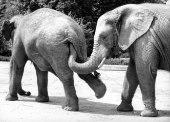 2 Elefanten hintereinander