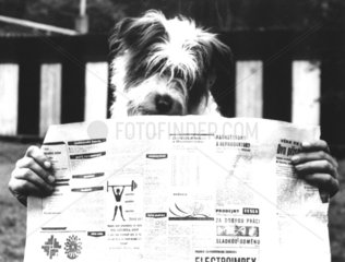 Hund liest Zeitung