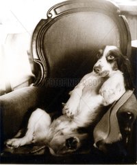 Hund liegt wie Mensch im Sessel