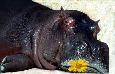 Nilpferd mit gelber Blume im Mund