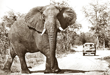 Elefant Strasse Auto