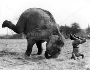 Elefant uebt Kopfstand