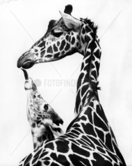Giraffen lecken sich