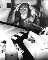 Schimpanse beim Telefonieren