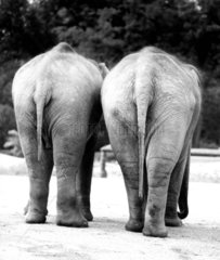 2 Elefanten von hinten