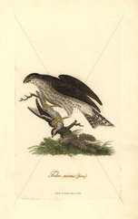 Eurasian sparrowhawk  Accipiter nisus  female