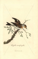 Brambling or mountain finch  Fringilla montifringilla