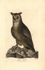 Eagle owl  Bubo bubo