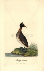 Horned or Slavonian grebe  Podiceps auritus