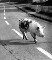 Schwein auf Strasse