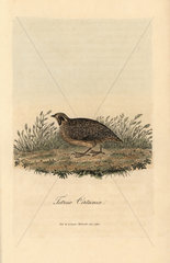 Common quail  Coturnix coturnix