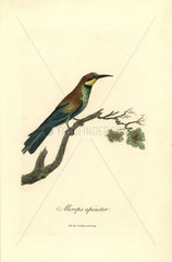 Bee-eater  Merops apiaster