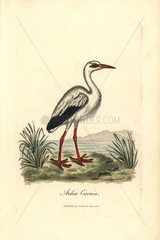 White stork  Ciconia ciconia