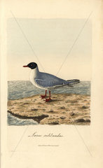 Common black-headed gull  Larus ridibundus