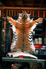 BIRMA- Markt illegaler Verkauf von Tigerfellen