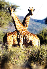 Zwei Giraffen schauen