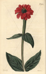 Large-flowered zinnia  Zinnia hybrida